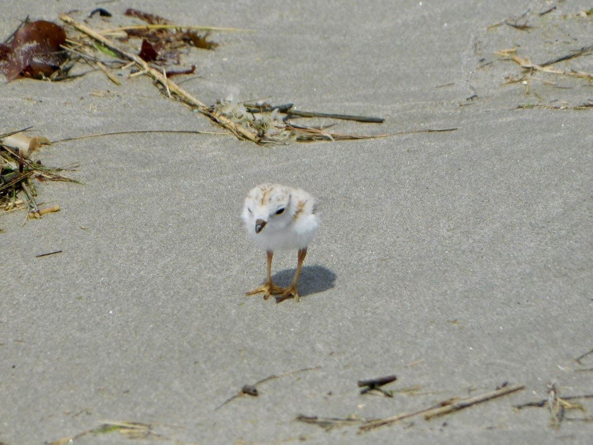Piping Plover - ML620385640
