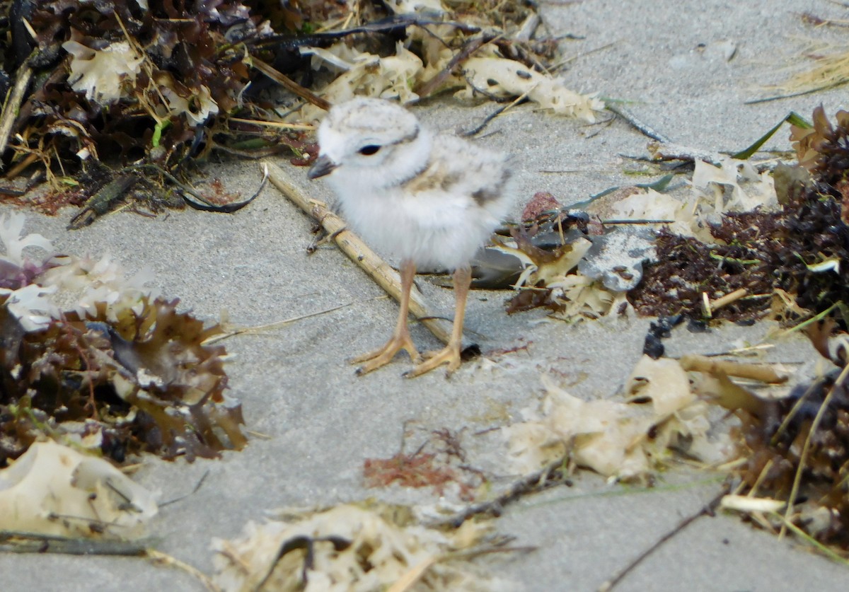 Piping Plover - ML620385641