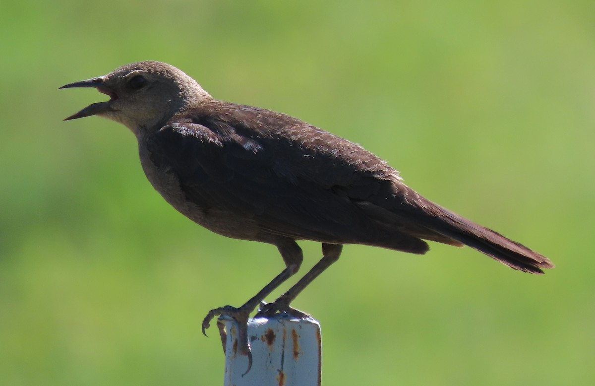 Brewer's Blackbird - ML620385642