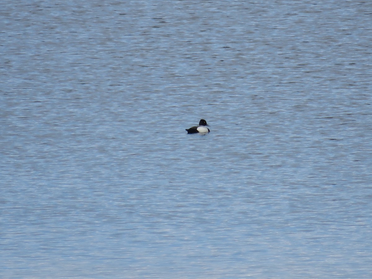 Lesser Scaup - ML620385645