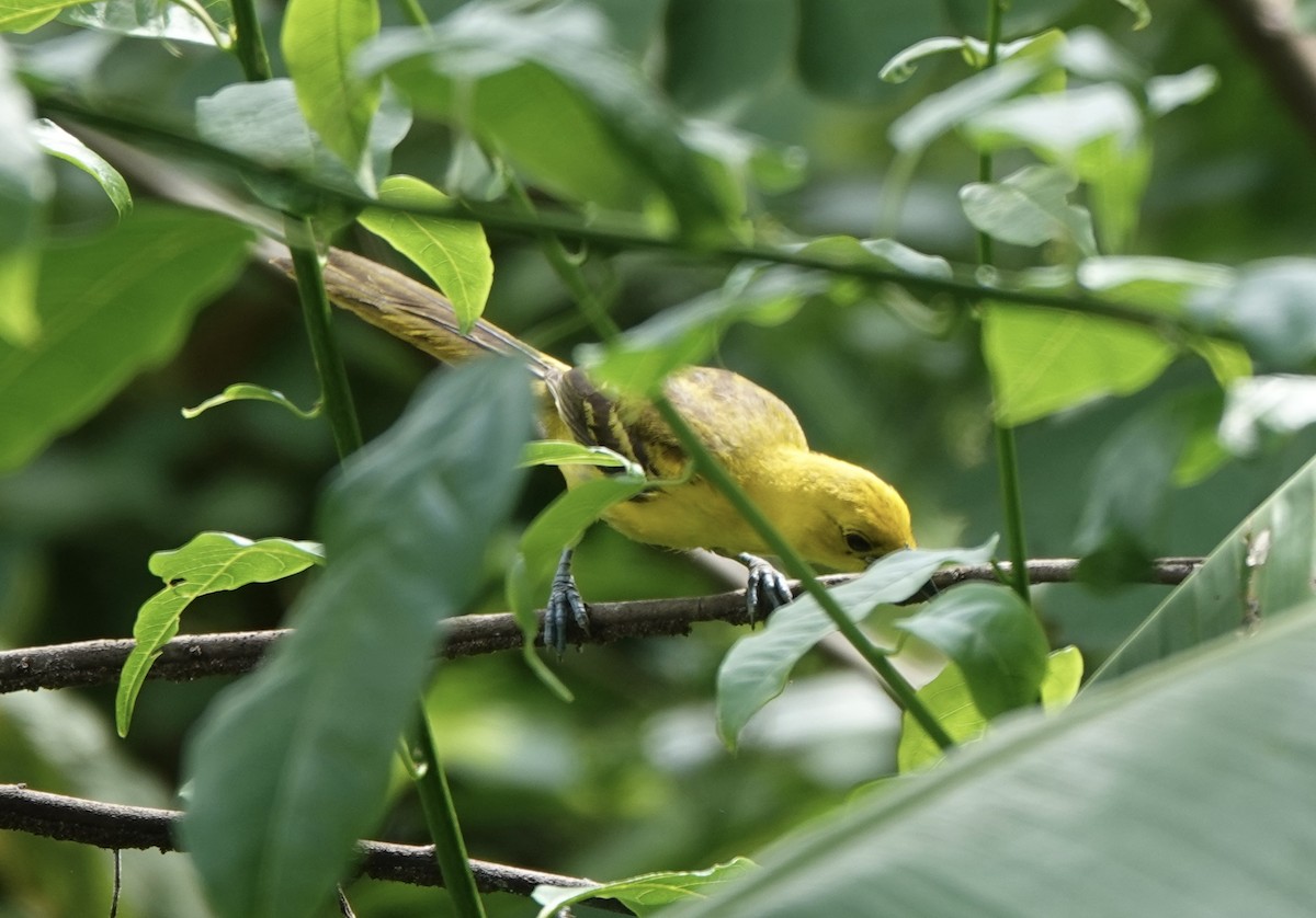 Yellow-tailed Oriole - ML620385647