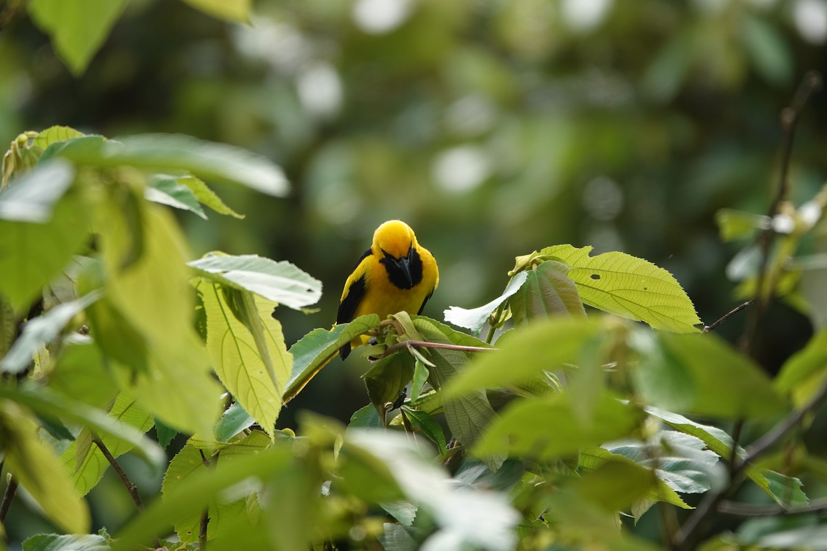 Yellow-tailed Oriole - ML620385648