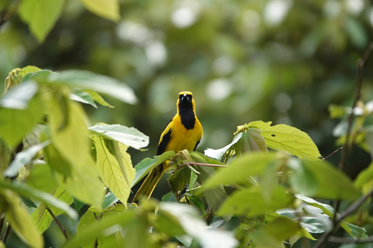 Yellow-tailed Oriole - ML620385649