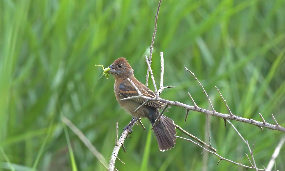 Blue Grosbeak - ML620385654