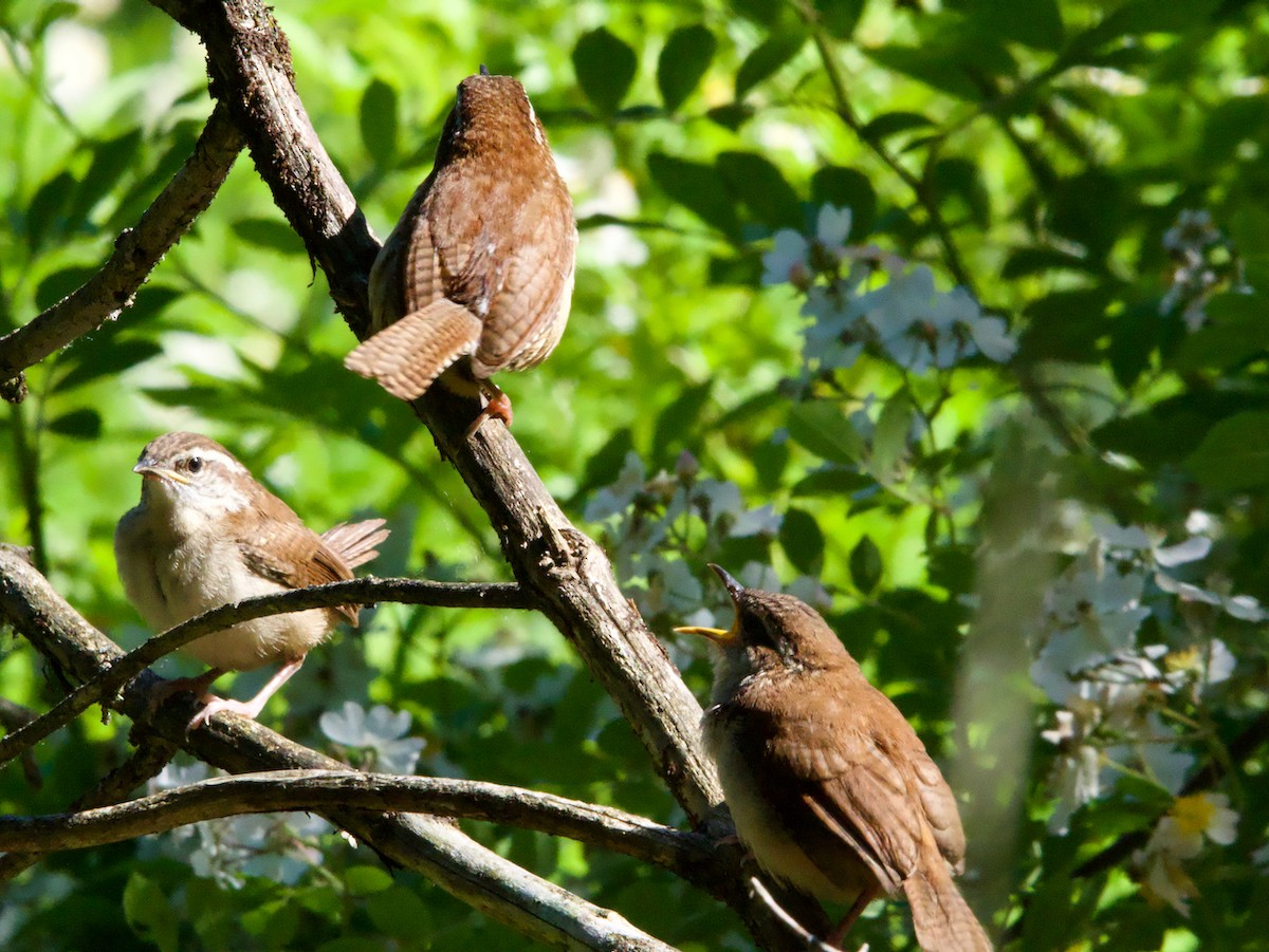 Carolina Wren - ML620385657