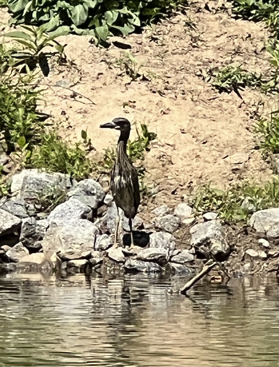 Yellow-crowned Night Heron - ML620385679