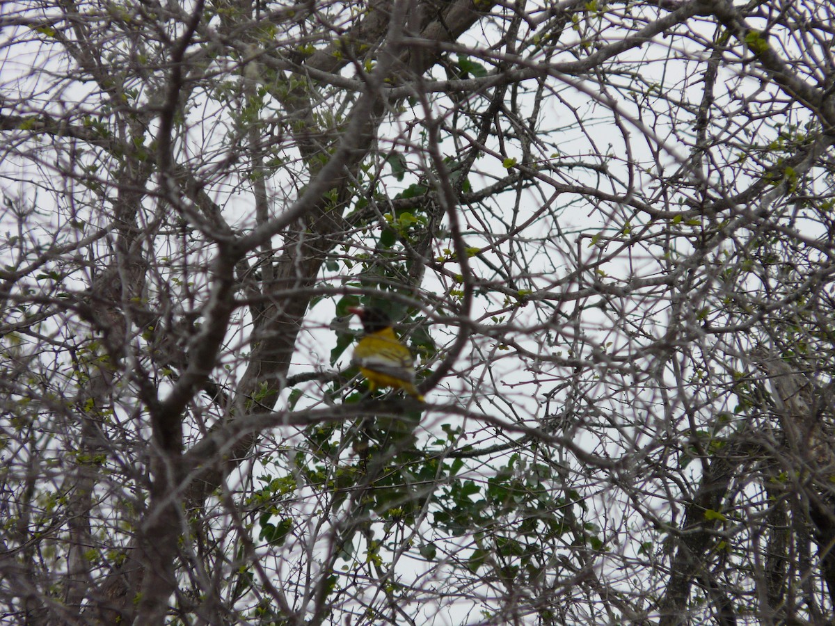 African Black-headed Oriole - ML620385680