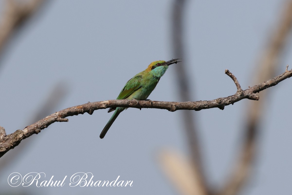 Asian Green Bee-eater - ML620385687