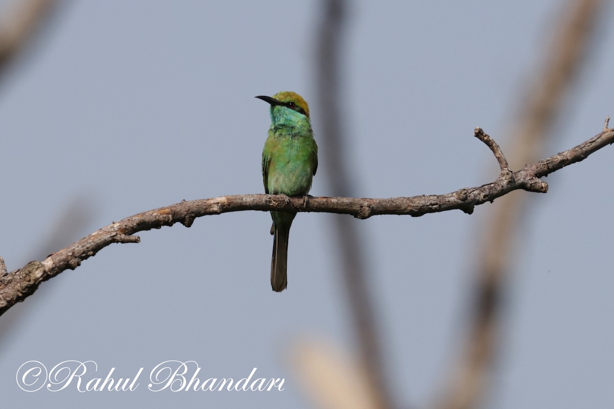 Asian Green Bee-eater - ML620385688