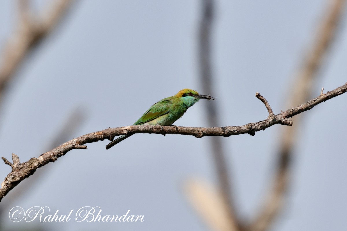 Asian Green Bee-eater - ML620385689