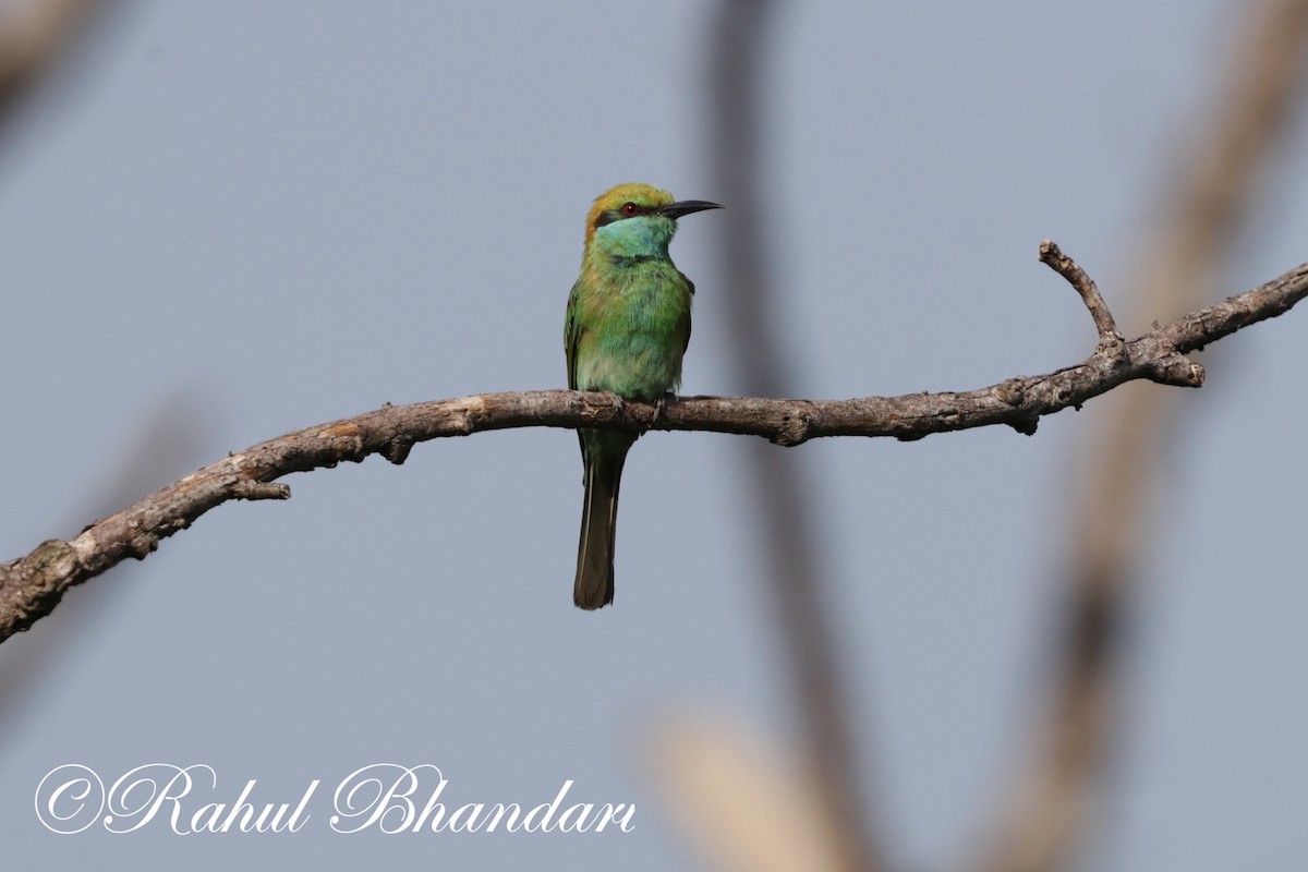 Asian Green Bee-eater - ML620385690