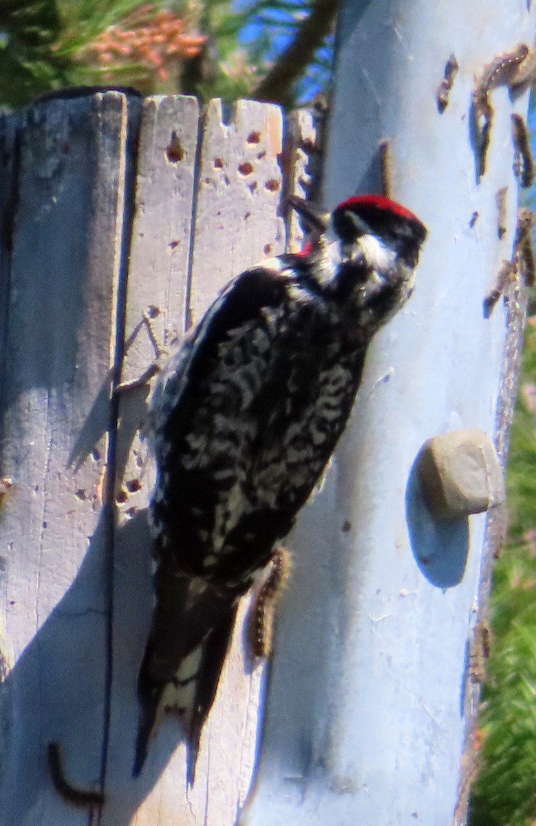 Yellow-bellied Sapsucker - ML620385702