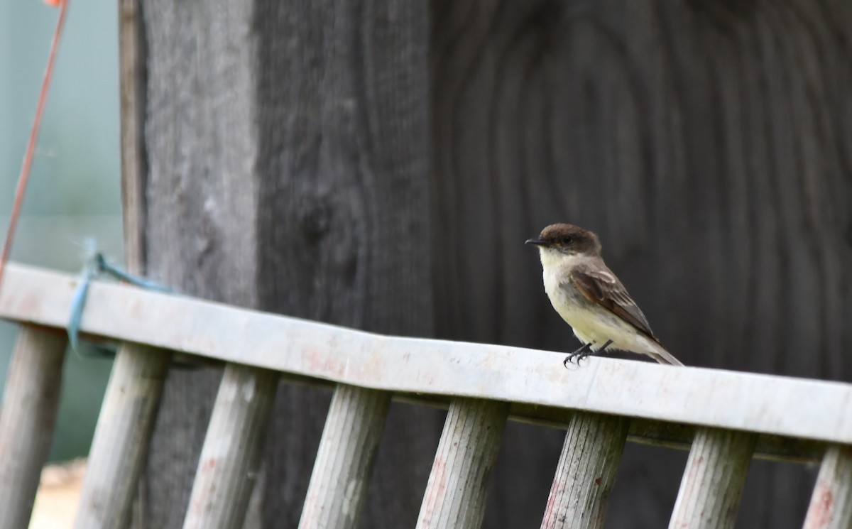 Eastern Phoebe - ML620385707