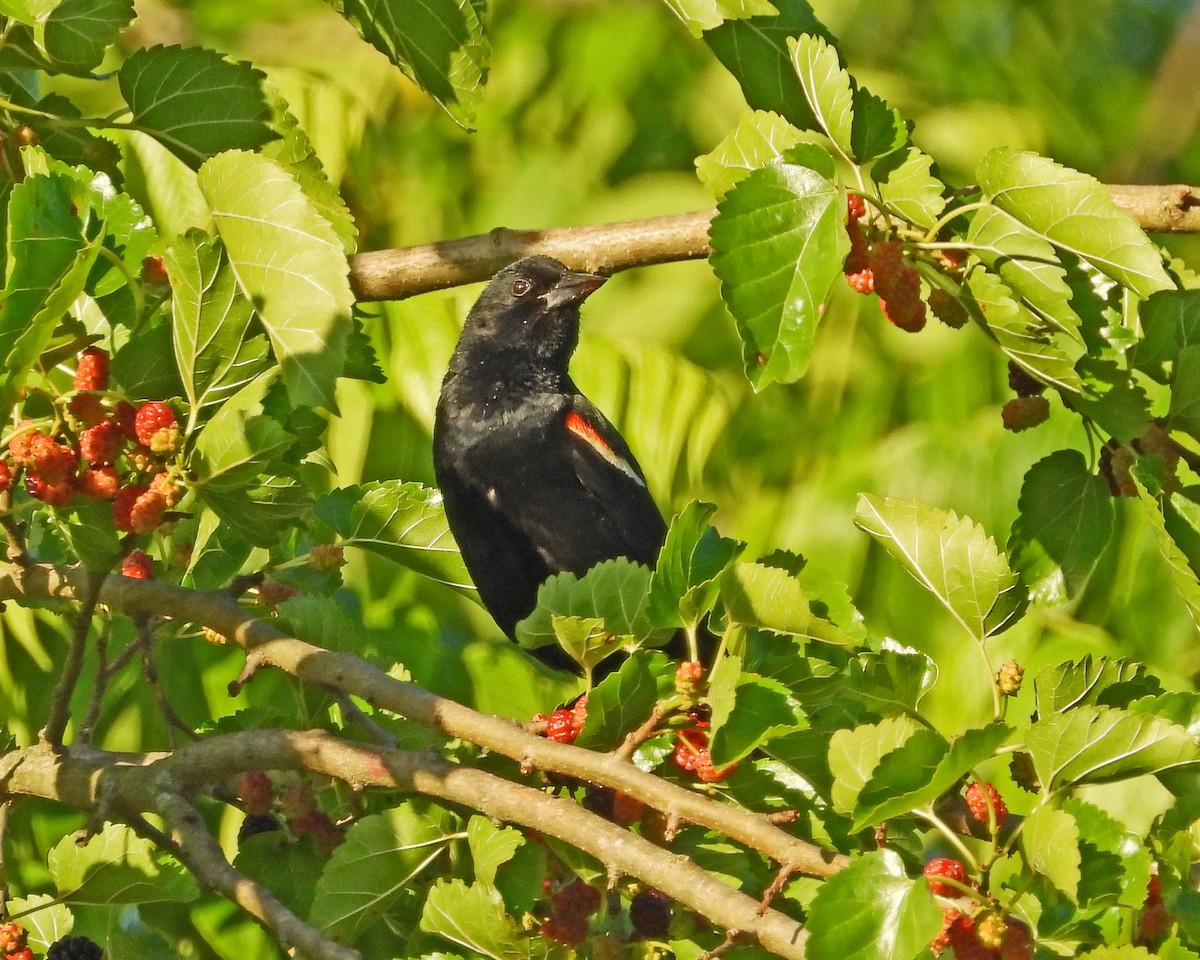 Red-winged Blackbird - ML620385712