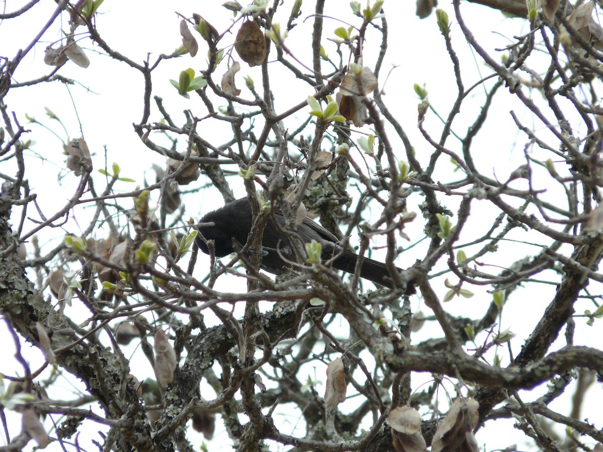 Mésange nègre - ML620385716