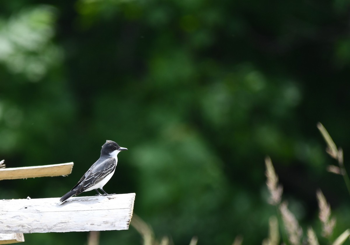 Eastern Kingbird - ML620385720