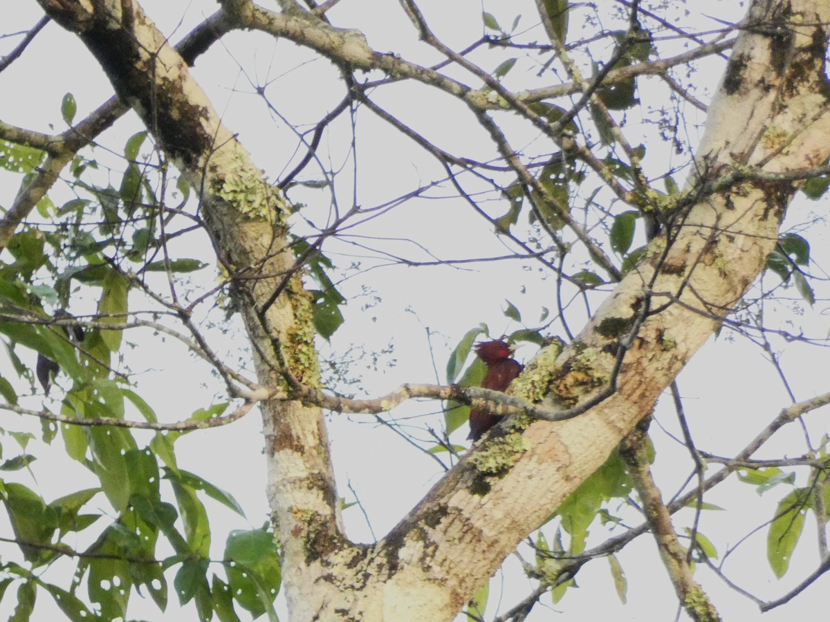 Chestnut Woodpecker - ML620385732