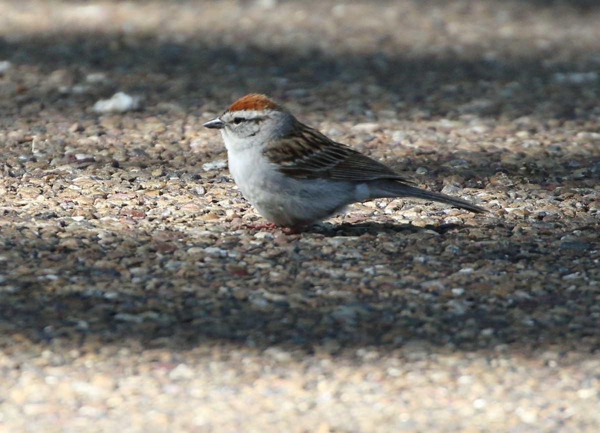 Chipping Sparrow - ML620385747