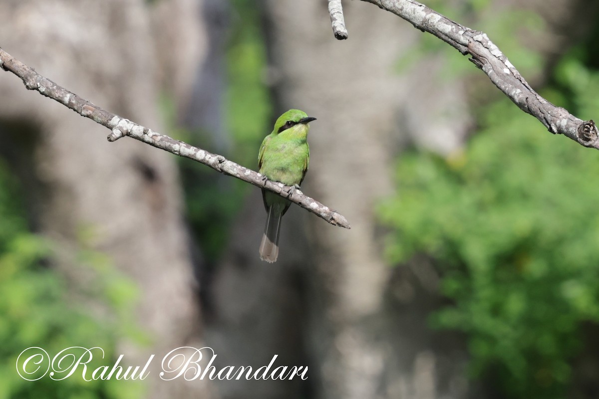 Asian Green Bee-eater - ML620385769