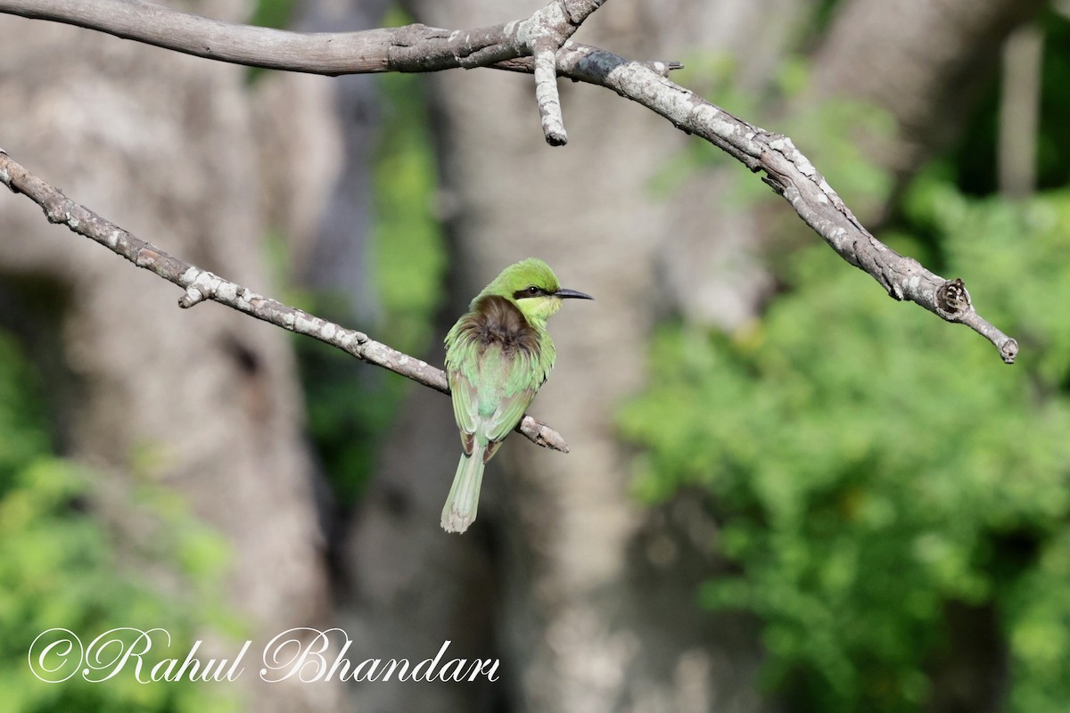 Asian Green Bee-eater - ML620385770