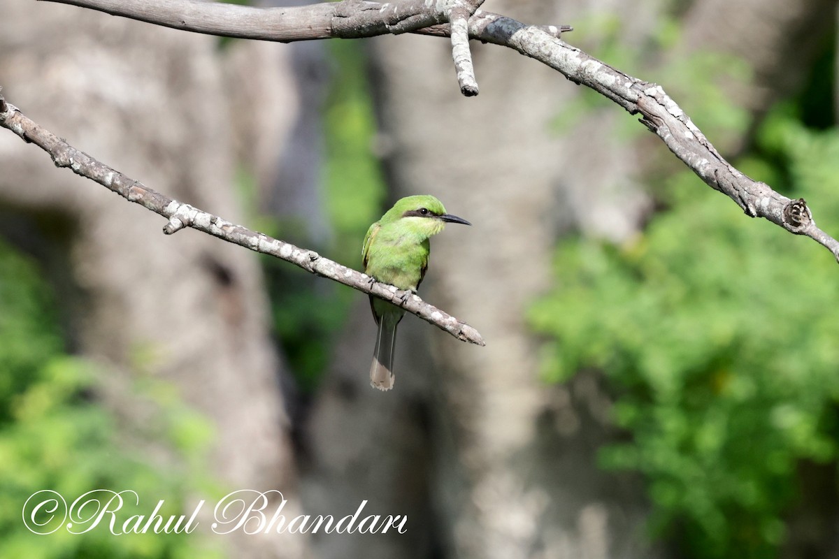 Asian Green Bee-eater - ML620385771