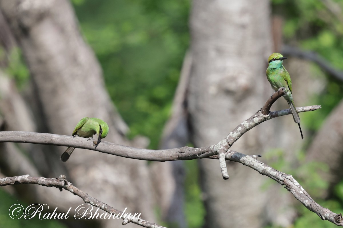 Asian Green Bee-eater - ML620385772