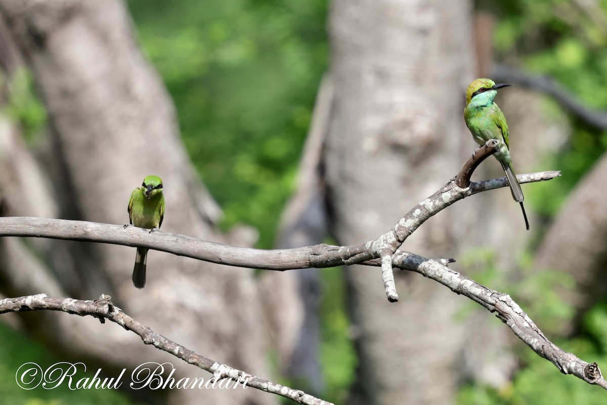 Asian Green Bee-eater - ML620385773