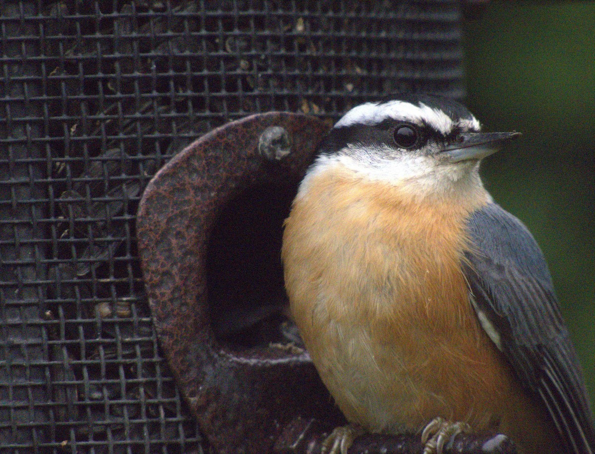 Red-breasted Nuthatch - ML620385784