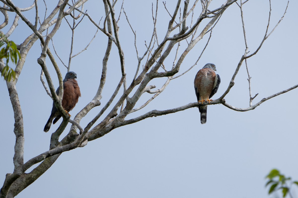 Double-toothed Kite - ML620385786