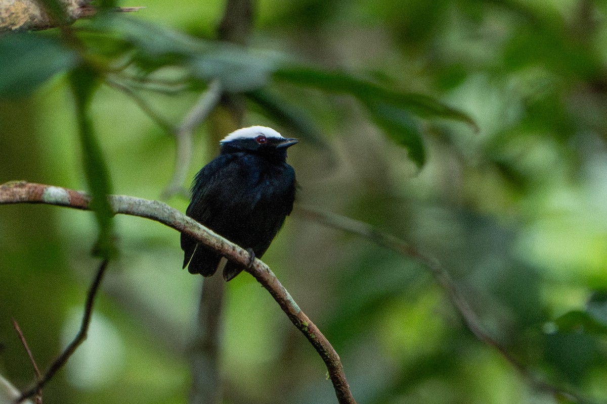 Manakin à tête blanche - ML620385790