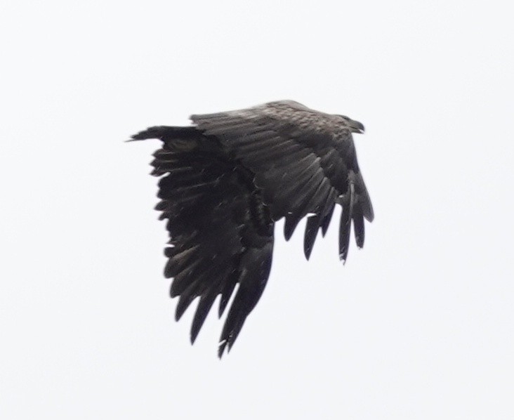 White-tailed Eagle - ML620385799