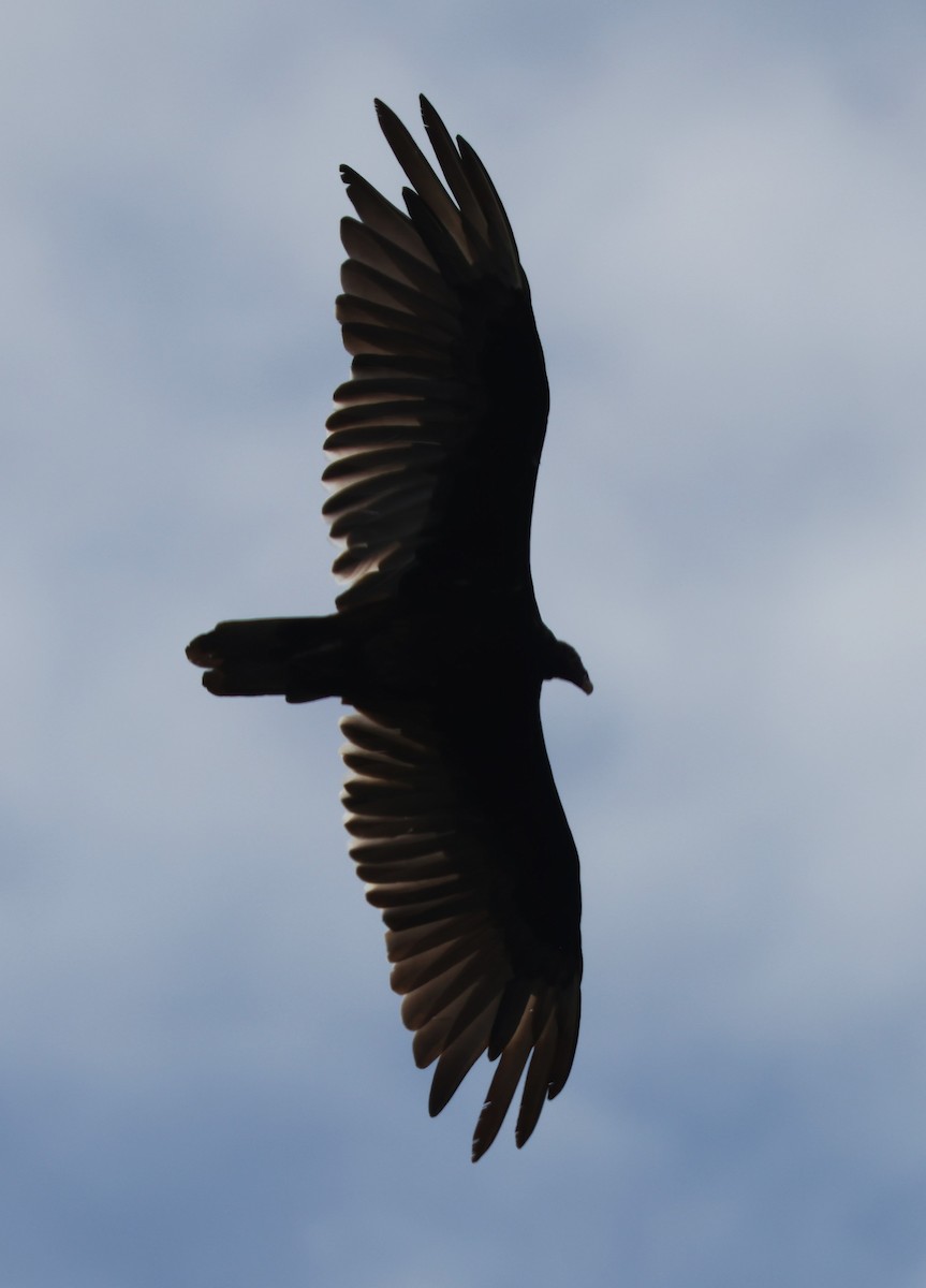 Turkey Vulture (Northern) - ML620385804