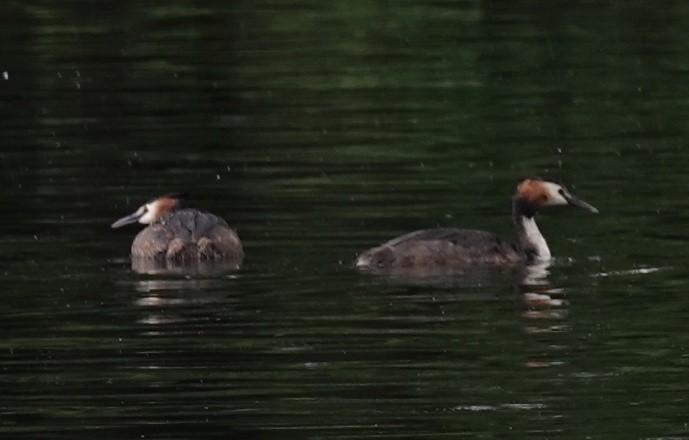 Great Crested Grebe - ML620385805