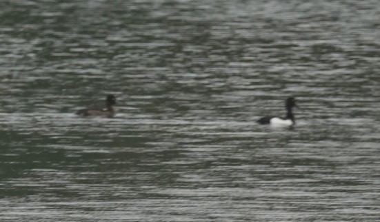 Tufted Duck - ML620385810