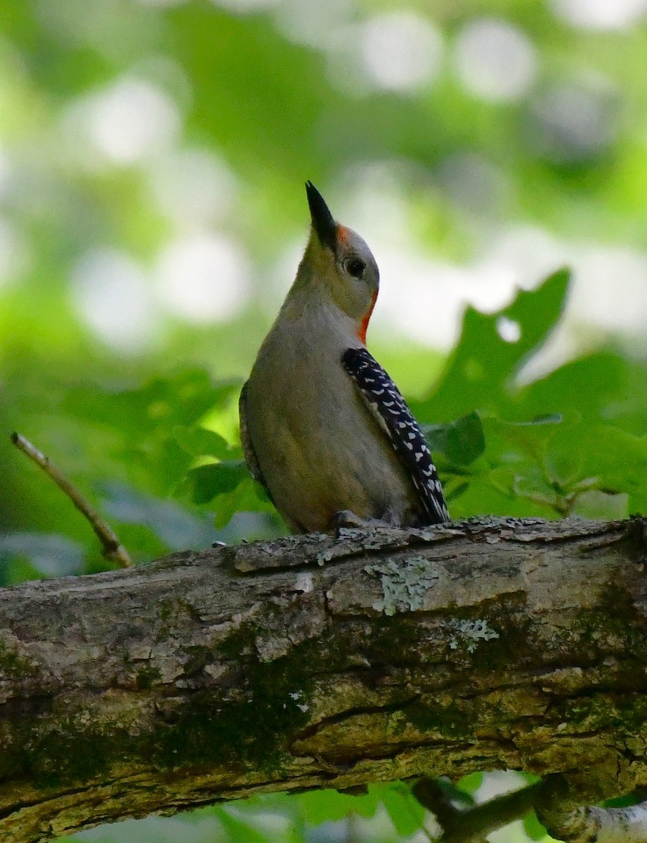 Red-bellied Woodpecker - ML620385816