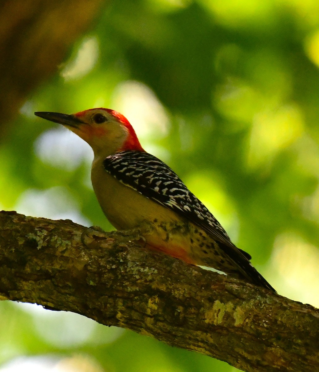 Red-bellied Woodpecker - ML620385817