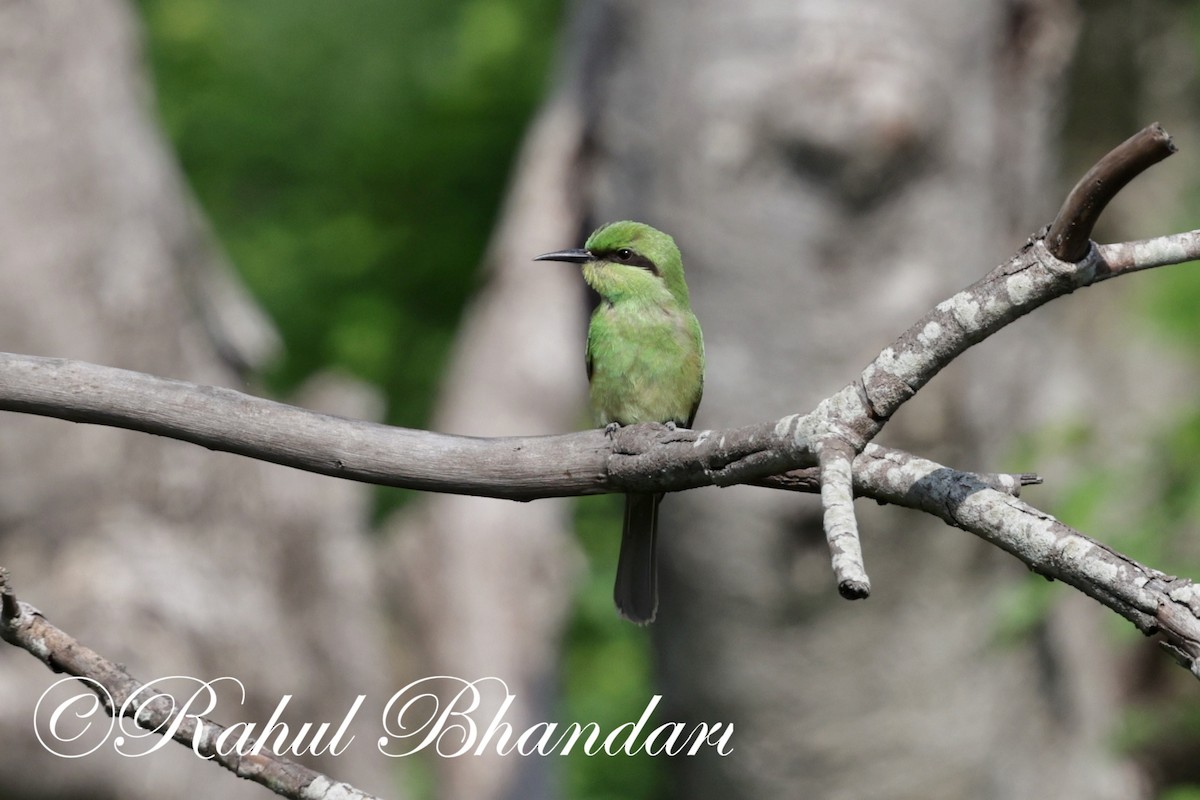 Asian Green Bee-eater - ML620385818