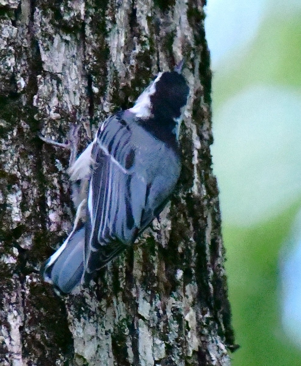 White-breasted Nuthatch - ML620385832