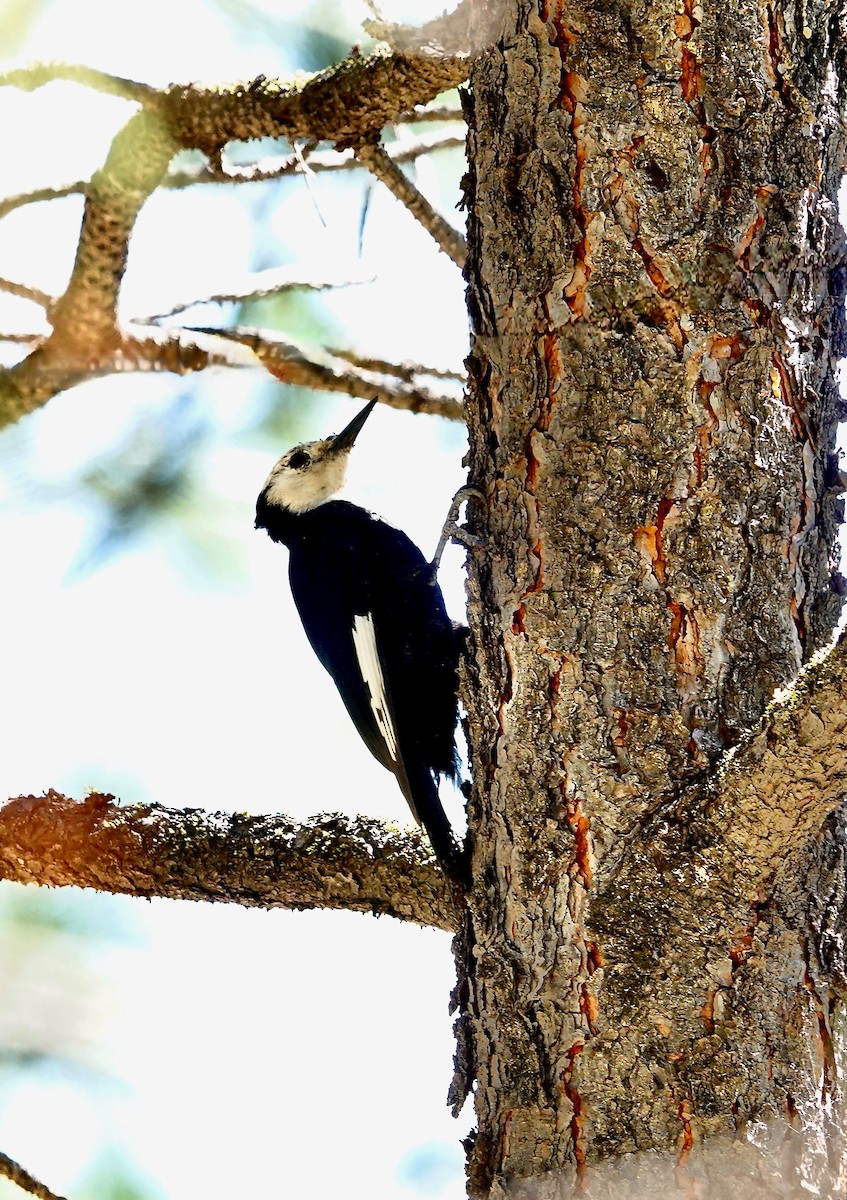 White-headed Woodpecker - ML620385836