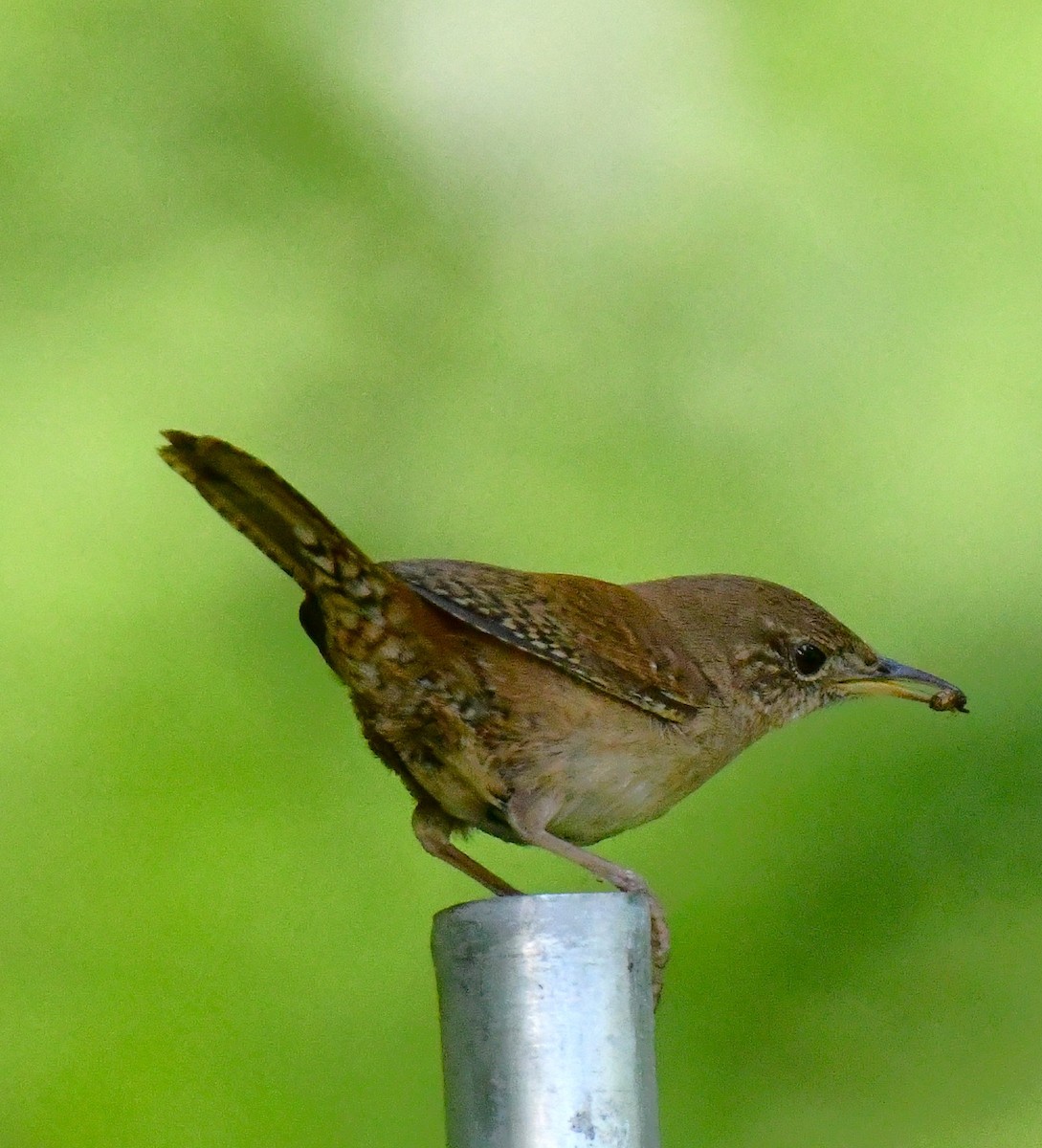 House Wren - ML620385841