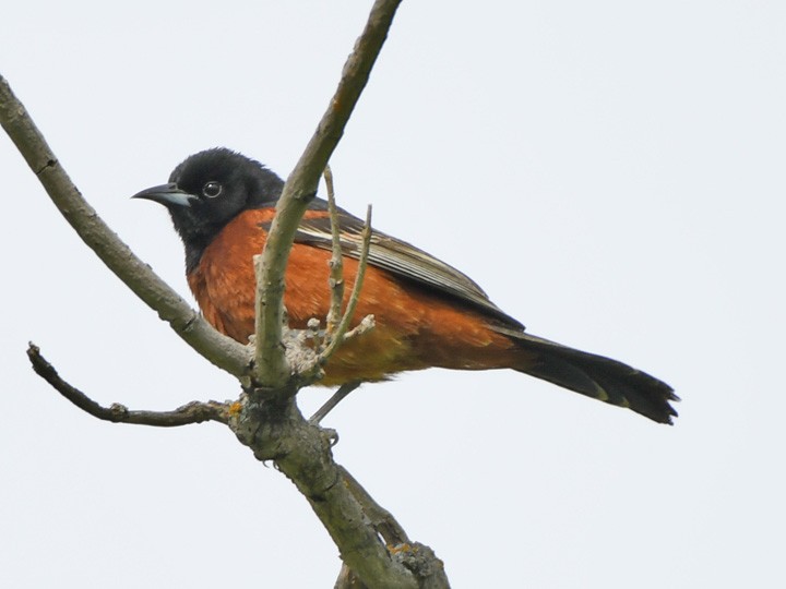 Orchard Oriole - ML620385855