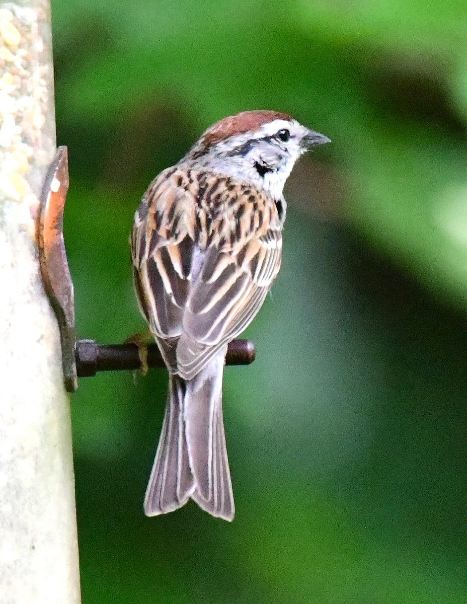 Chipping Sparrow - ML620385869