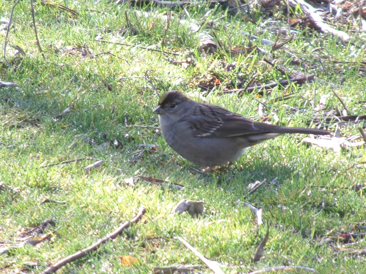 Golden-crowned Sparrow - ML620385876