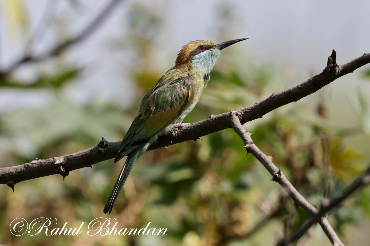 Asian Green Bee-eater - ML620385877