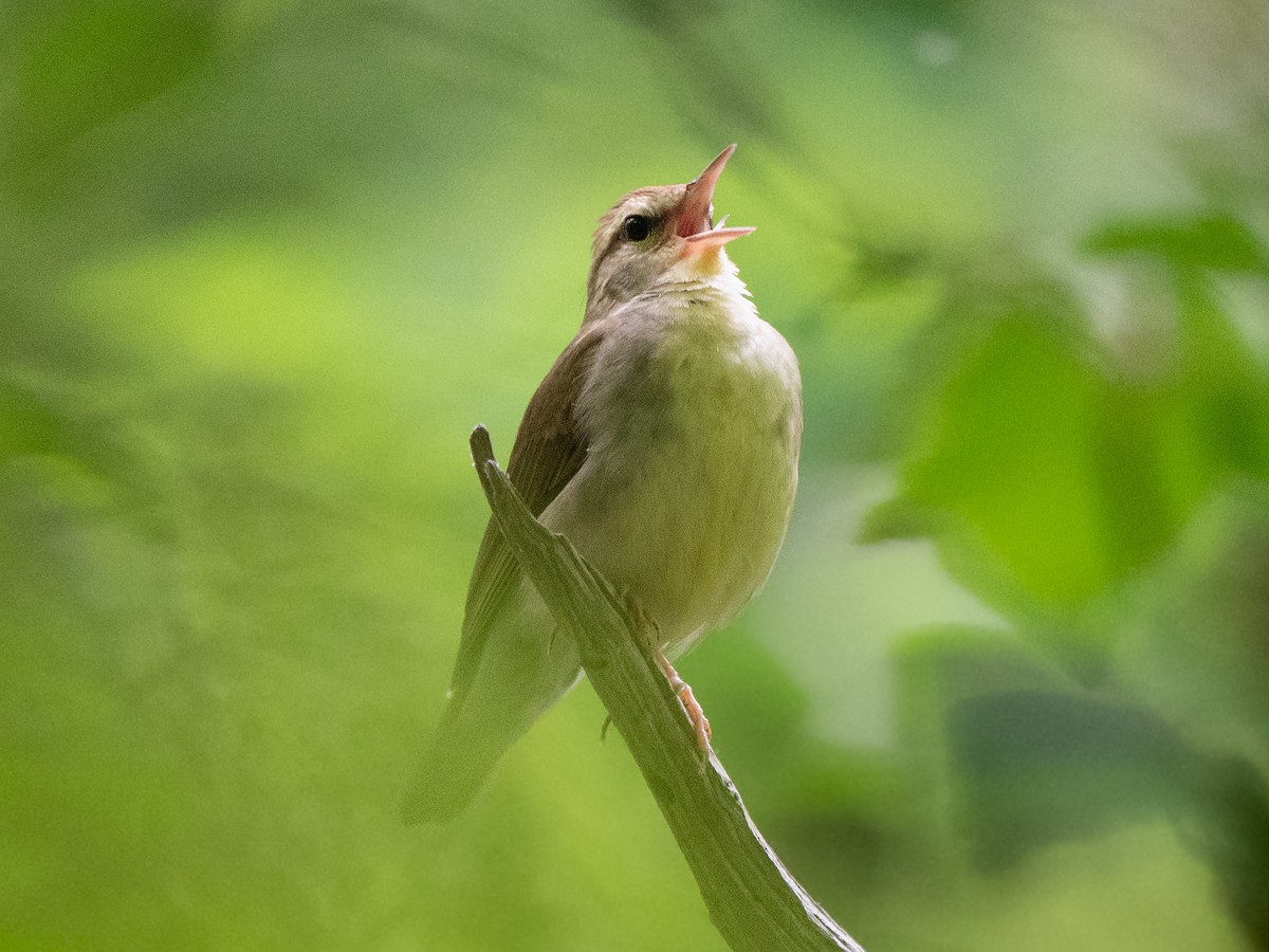 Swainson's Warbler - ML620385882