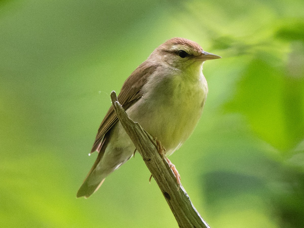 Swainson's Warbler - ML620385883