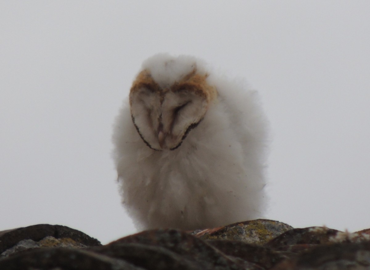 Barn Owl - ML620385886