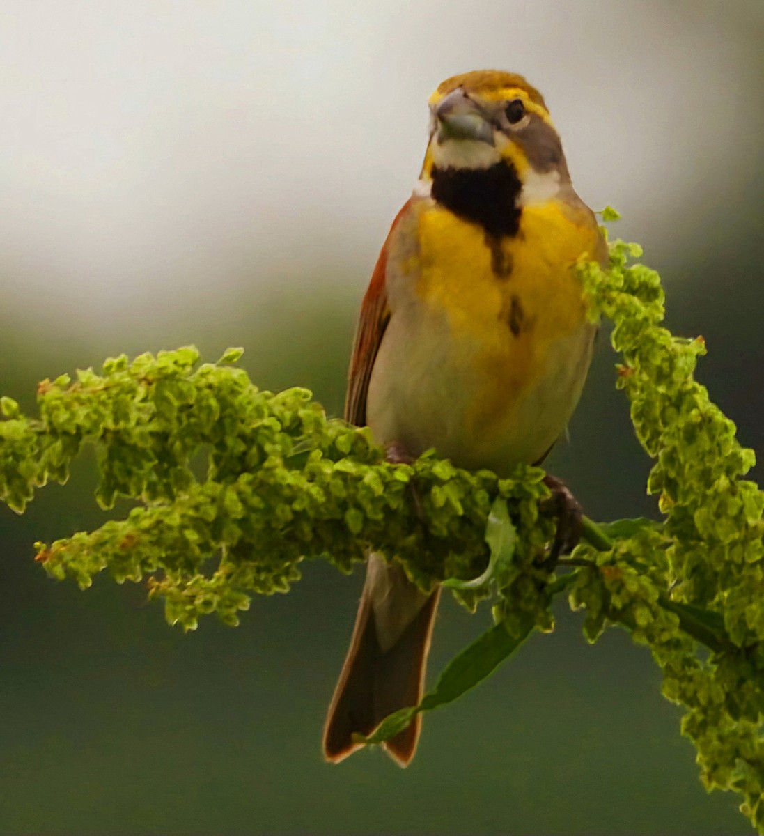 Dickcissel - ML620385887