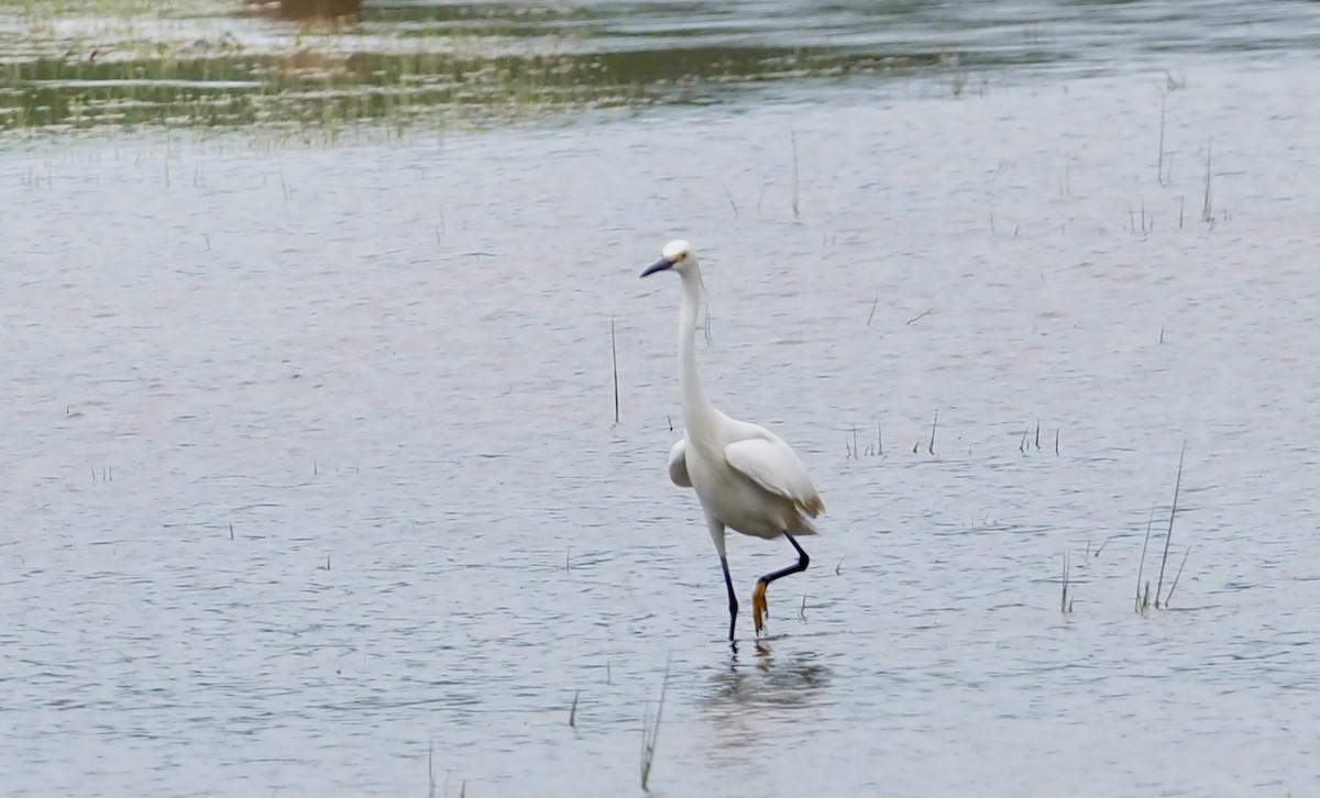 Snowy Egret - ML620385889