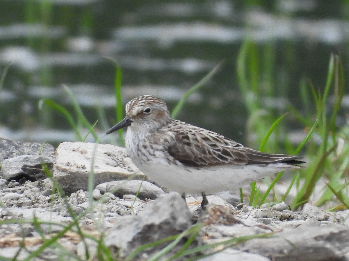 Semipalmated Sandpiper - ML620385896